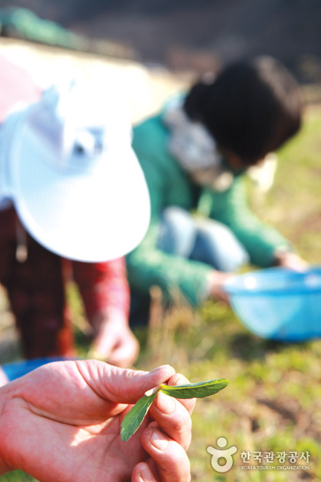 곡성 하늘나리마을2