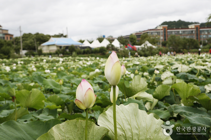 Buyeo Seodong Lotus Festival (부여서동연꽃축제)