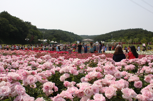 울산대공원 장미축제 2013