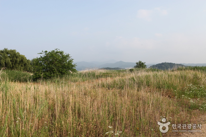 Dalseong Marsh (대구 달성습지)