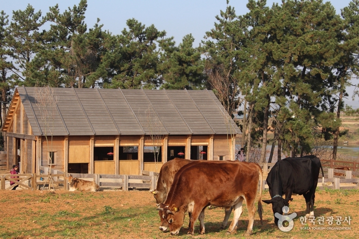 동물농장에서 한가로운 시간을 보내는 소들
