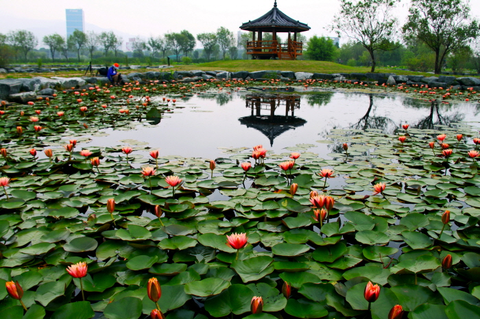 Экологический парк Самнак (삼락생태공원)