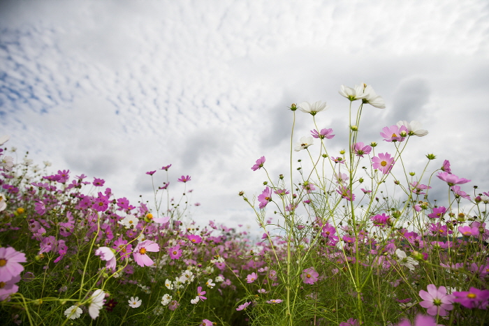 장천 코스모스 축제 20190