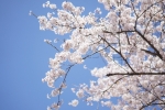 함양 백운산 벚꽃축제