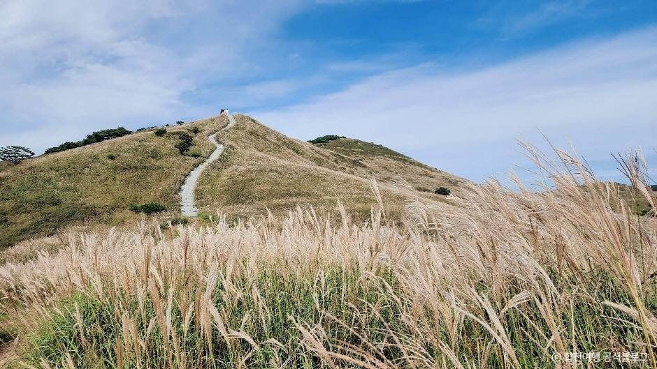 황매산 억새군락지