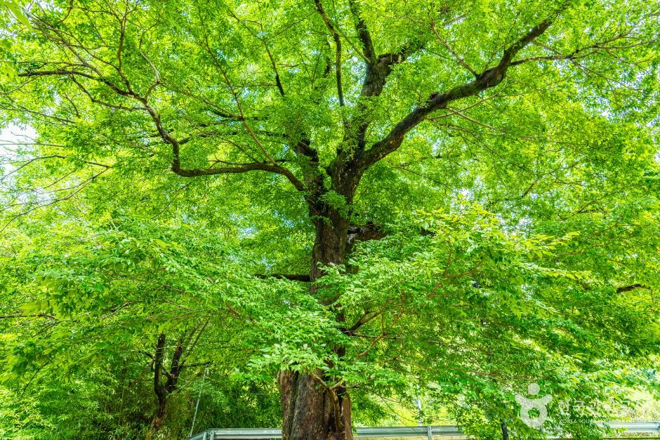 하동_하동 범왕리 푸조나무 (3)
