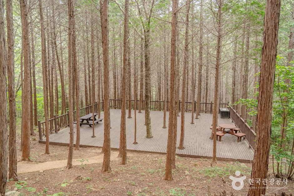 고흥_팔영산 편백 치유의숲 (4)