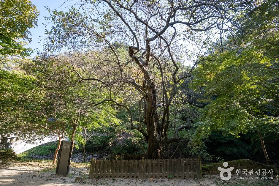 thumbnail-강천사 모과나무-3