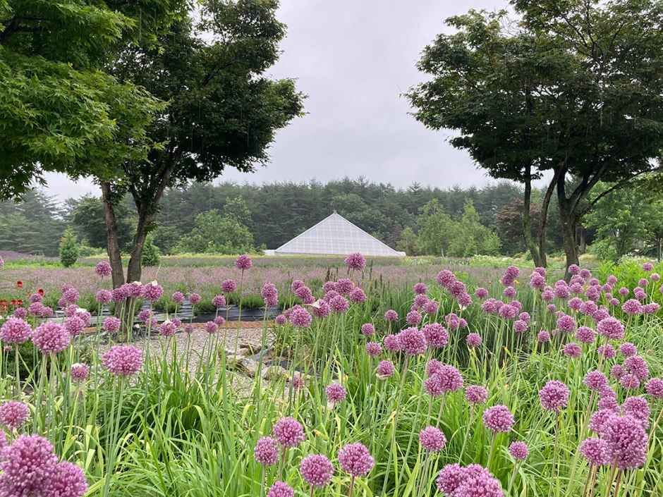 thumbnail-하늬라벤더팜-8