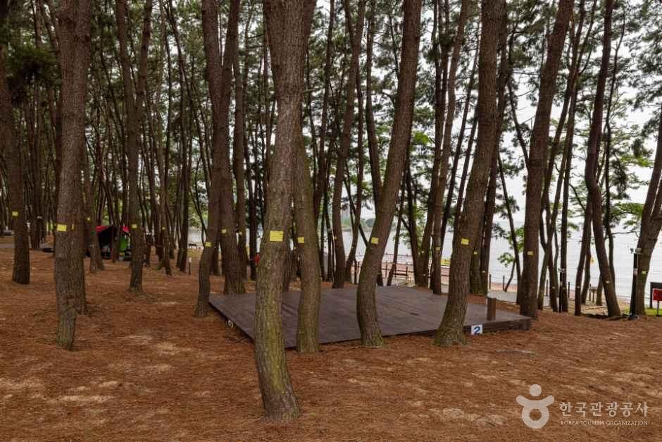 thumbnail-용두해수욕장숲속야영장-2