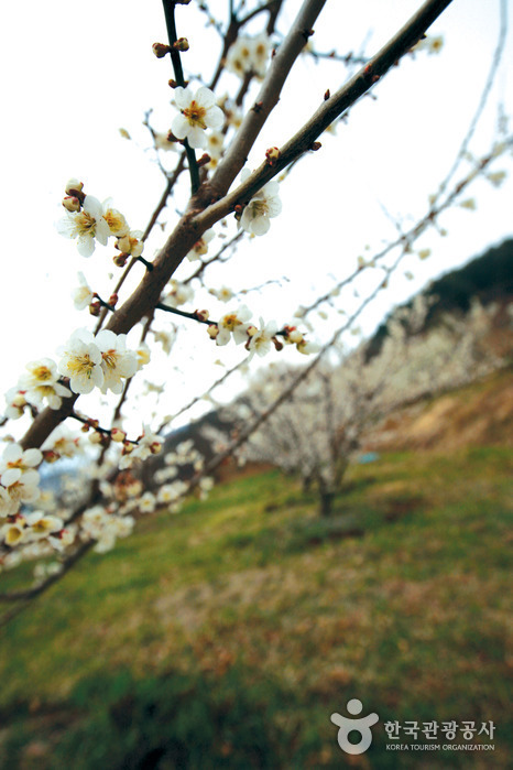 곡성 하늘나리마을4