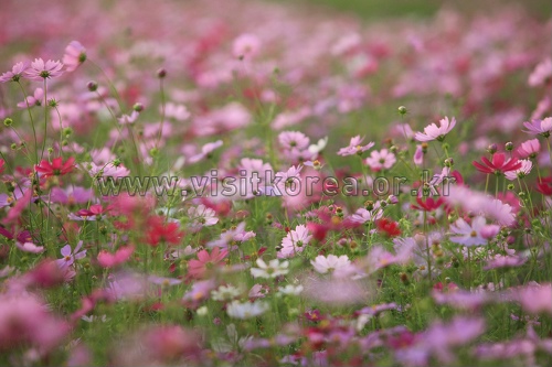 석곡 코스모스음악회1