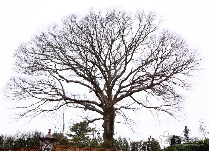 250년 된 팽나무