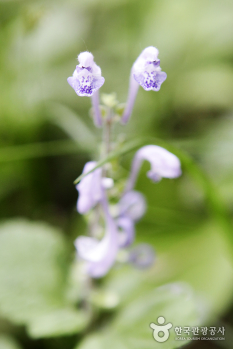 선운산도립공원 사진11
