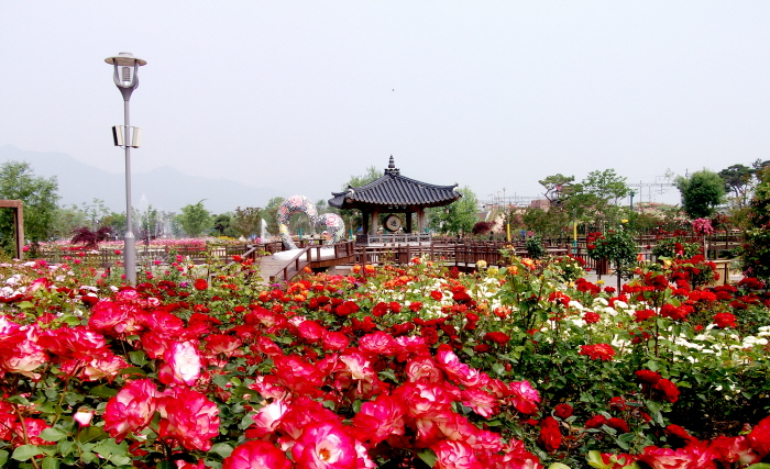 곡성 세계장미축제 2017 사진3