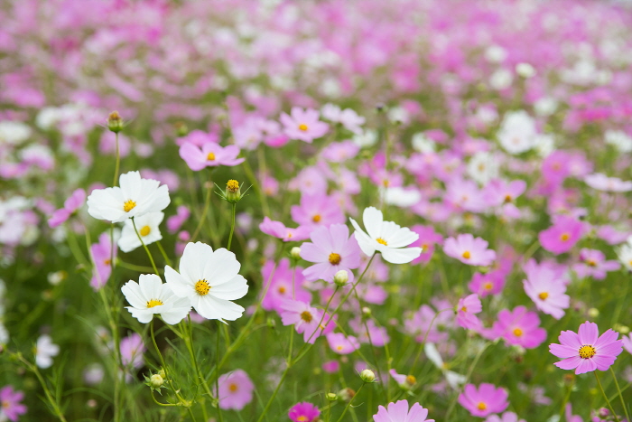 장천 코스모스 축제 20191