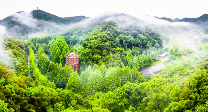 Forêt Jangtaesan (장태산자연휴양림)