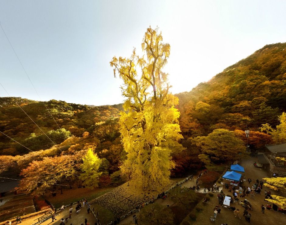 용문산관광단지