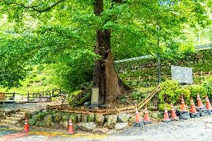 하동_하동 범왕리 푸조나무 (4)