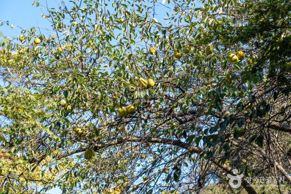 thumbnail-강천사 모과나무-4