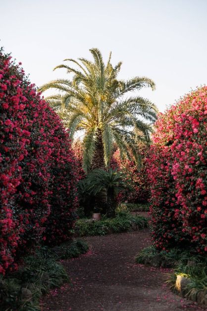 제주동백수목원