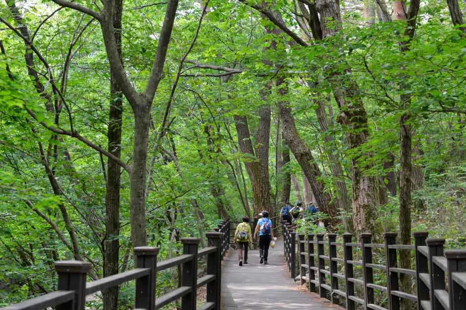 thumbnail-치악산 금강송-0