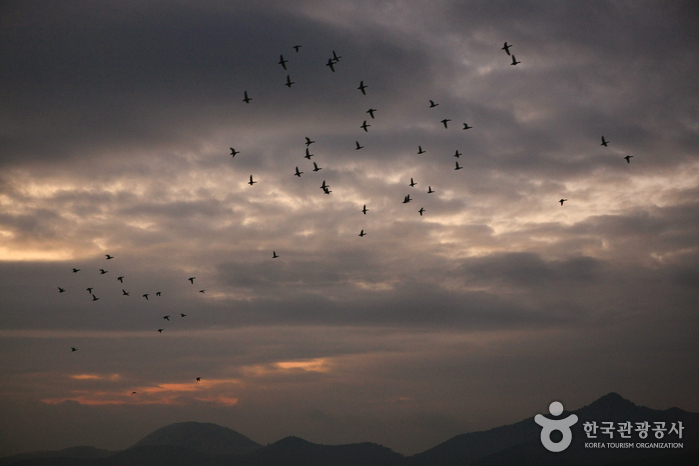 Junam Reservoir - Habitat for migratory birds (주남저수지 (철새도래지))