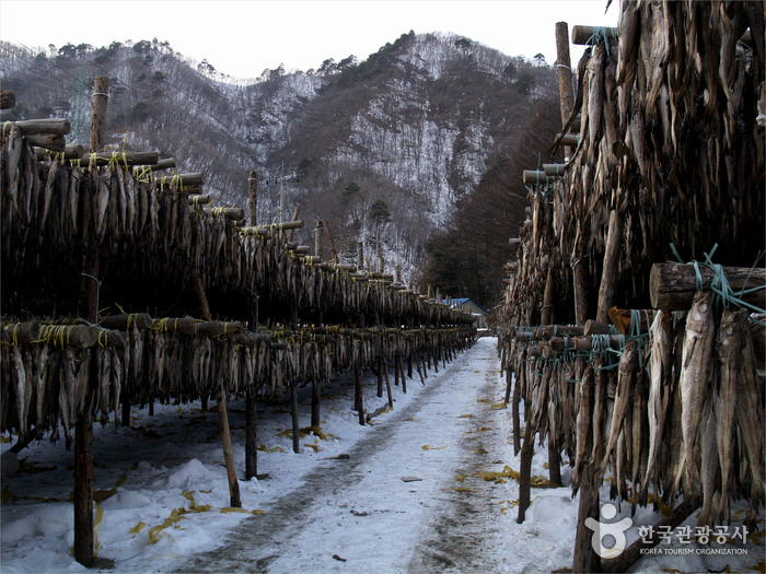 규모가 크기로 소문난 용바위 식당의 황태덕장