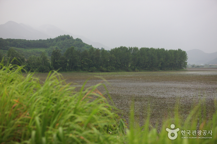Junam Reservoir (주남저수지)