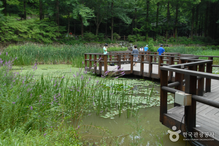 Forêt Jangtaesan (장태산자연휴양림)