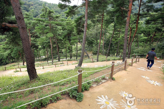Okjeongho Lake Gujeolcho Theme Park (옥정호 구절초테마공원)