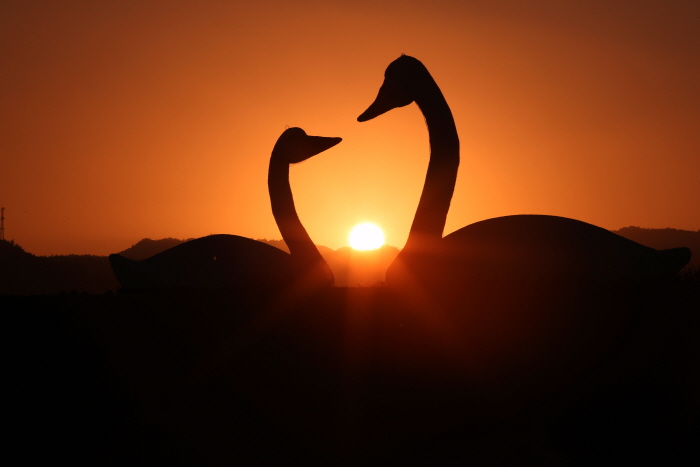 강진만 춤추는 갈대축제2