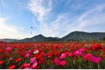하동 북천 꽃양귀비 축제