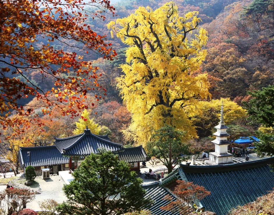 용문산관광단지
