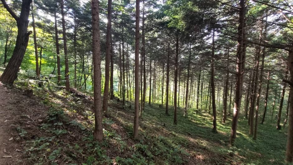 [서울둘레길 10코스] 우면산코스