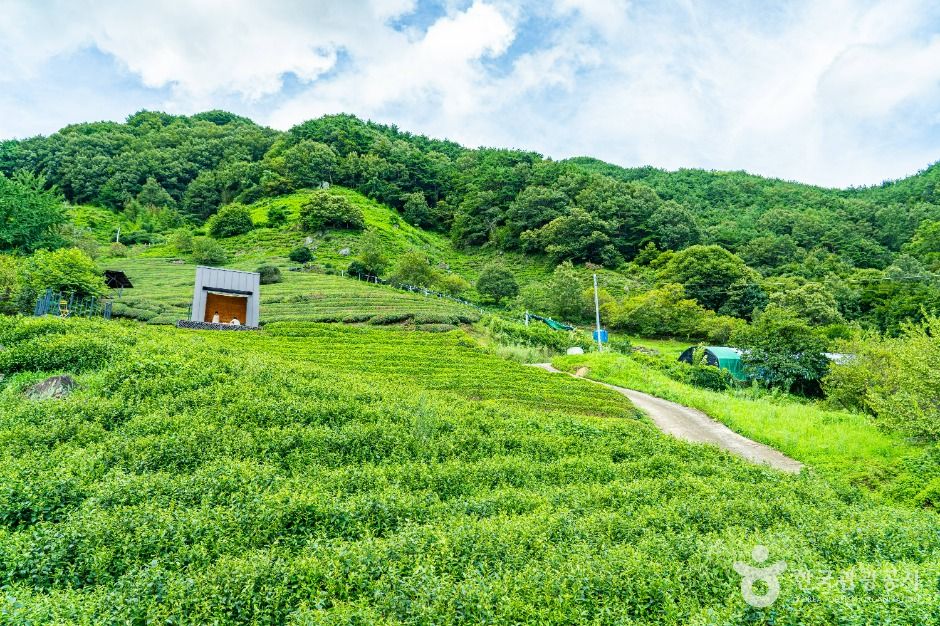 하동_도심다원 (9)