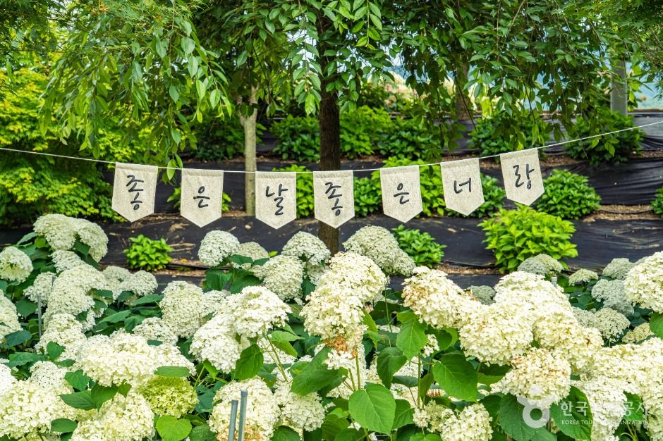 공주_유구색동수국정원 (1)