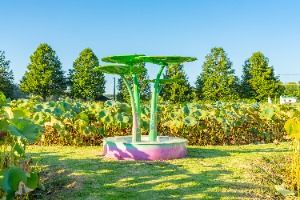 성호호수연꽃단지