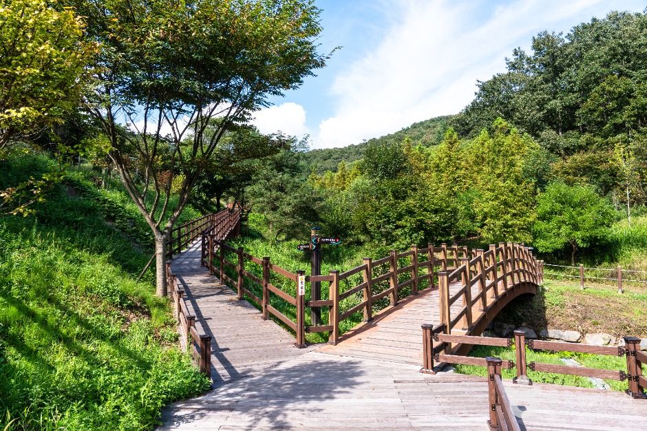 대전 치유의 숲