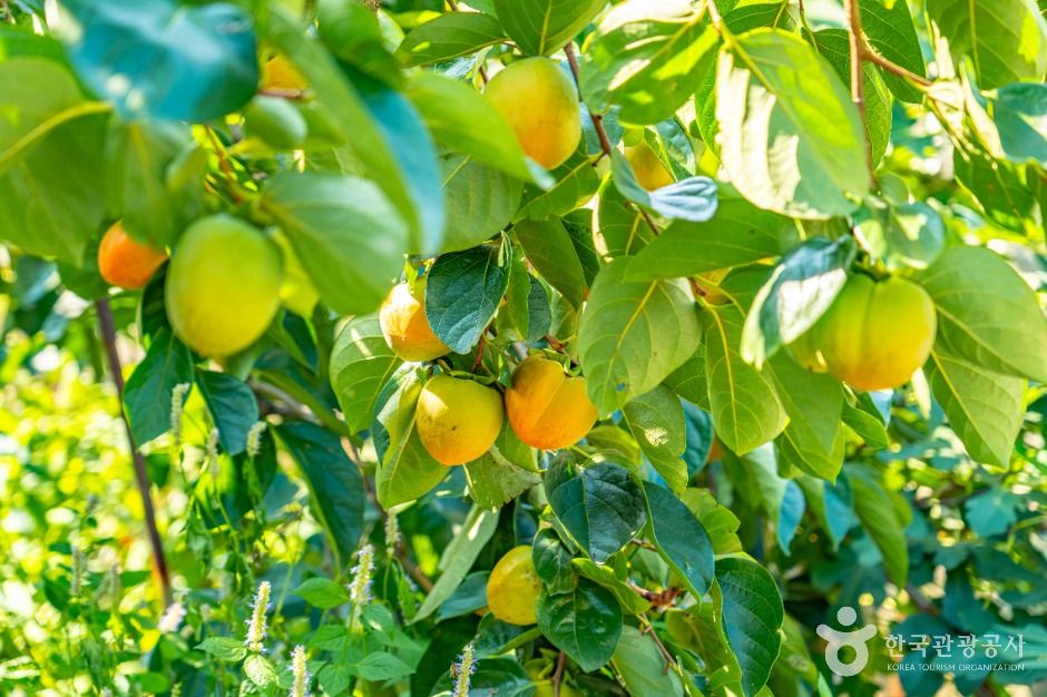 악양대봉감 정보화마을