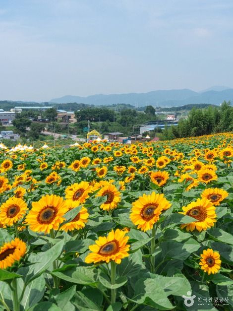 강주 해바라기마을