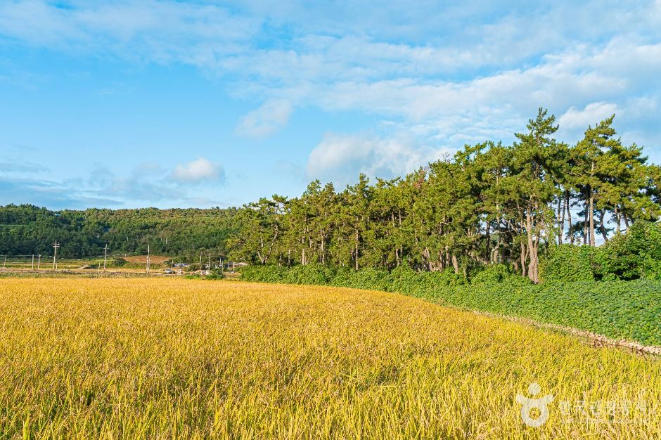 해남_송평마을 (3)