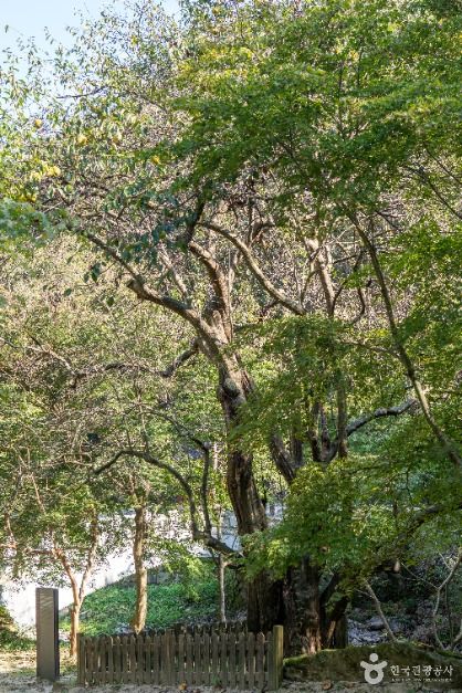 thumbnail-강천사 모과나무-5