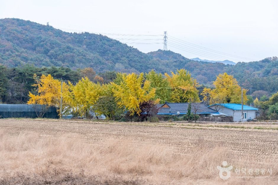 청라 은행마을 (보령)