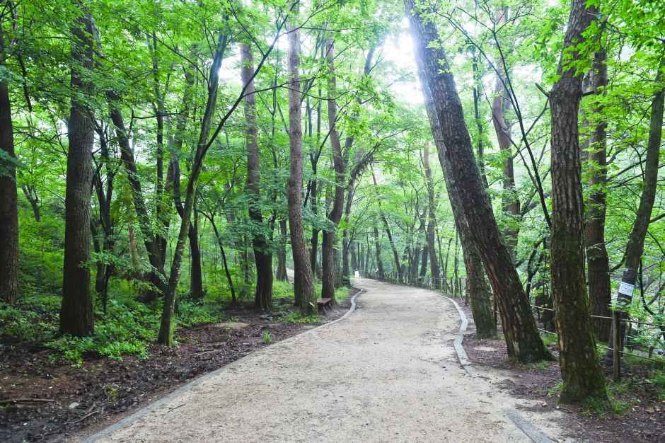 thumbnail-치악산 금강송-1