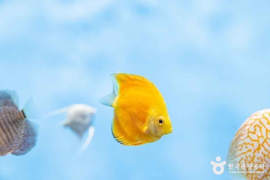 thumbnail-충북아쿠아리움-7