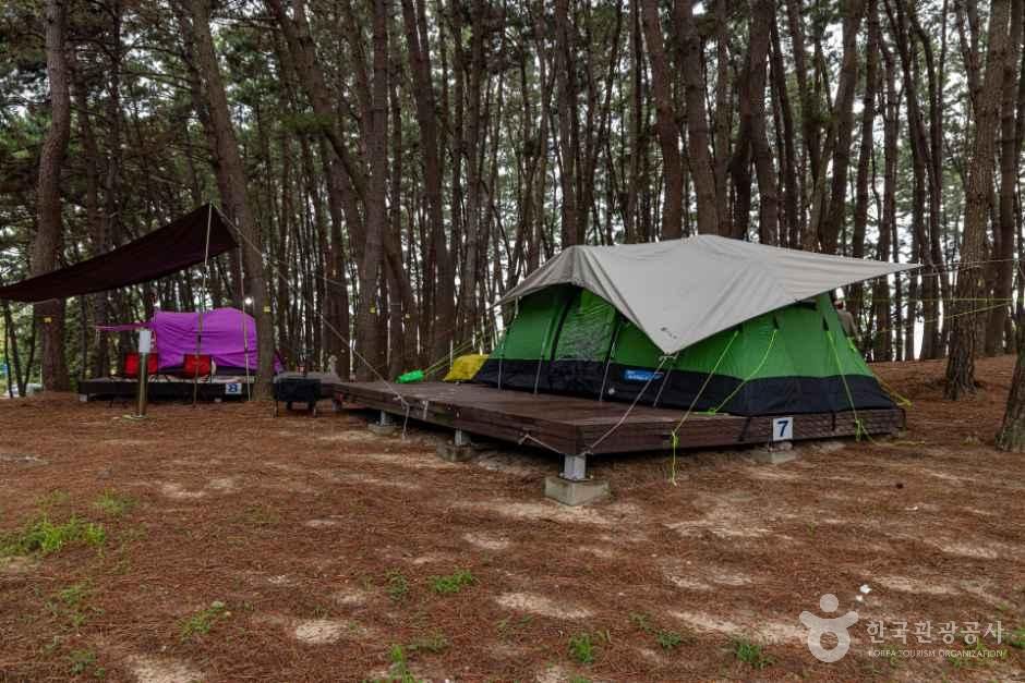 용두해수욕장숲속야영장