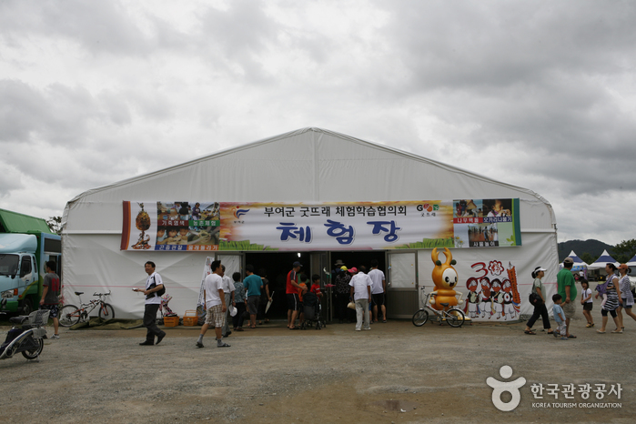 Buyeo Seodong Lotus Festival (부여서동연꽃축제)