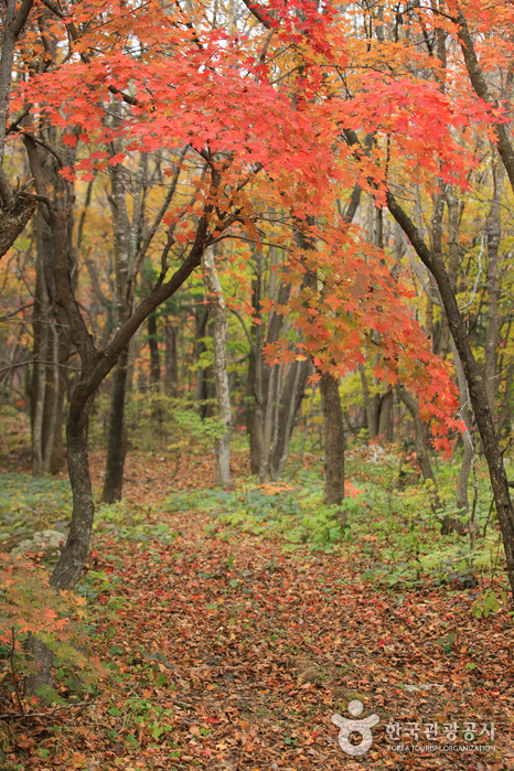 Odaesan National Park (오대산국립공원)