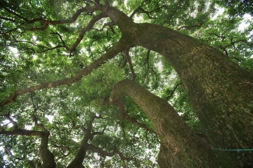 장흥 삼산리 후박나무2